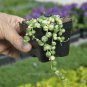 Premium Senecio rowleyanus, Variegated, String of Pearls