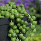 Best-Selling Succulent Senecio rowleyanus, String of Pearls