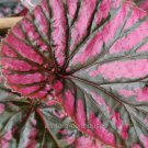 New Arrival Begonia brevirimosa subsp. Exotica, Edinburgh, Begonia, Winterized 3Day Shipping