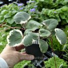 Top-Quality Saxifraga stolonifera, Variegated Strawberry Begonia, Winterized 3Day Shipping