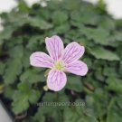 Best-Selling Erodium x variabile 