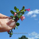 Exclusive Fuchsia, Lottie Hobby, Fuchsia