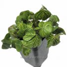 Best-Selling Oxalis debilis Aureo-Reticulata, Oxalis corymbosa