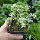 New Arrival Pilea microphylla variegata, Tricolor, Artillery Fern