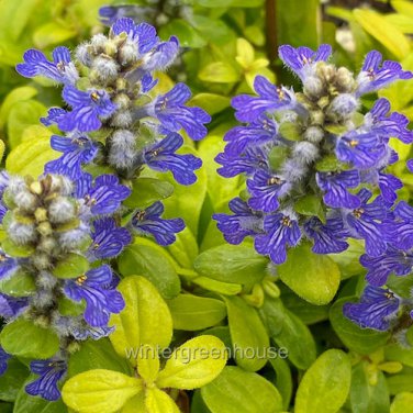 Exclusive Ajuga Cordial Canary