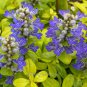 Exclusive Ajuga Cordial Canary