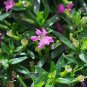 Best-Selling Cuphea hyssopifolia, Tiny Elfin Herb, Mexican Heather