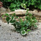 Limited Edition Ficus pumila, Variegated, Creeping Fig