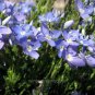 Limited Edition Veronica oltensis, Creeping Thyme Leaf Speedwell Ground Cover