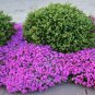 Best-Selling Phlox subulata, Drummond's Pink, pack of 4, Creeping Phlox