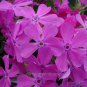 Best-Selling Phlox subulata, Drummond's Pink, pack of 4, Creeping Phlox