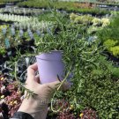 Best-Selling Rosmarinus prostratus, Trailing, Rosemary