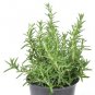 Best-Selling Rosmarinus prostratus, Trailing, Rosemary