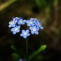 Top-Quality Forget Me Not Wildflower Seeds - Myosotis - B254
