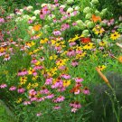 Premium Variety of Wildflower Seed Packets - Select from List or buy Entire Collection