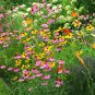 Premium Variety of Wildflower Seed Packets - Select from List or buy Entire Collection