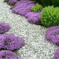 Exclusive Culinary Herb Seed Selection List - Catnip Mint Basil Thyme Dill Chives Lavender
