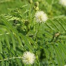 Limited Edition Illinois Bundleflower Wildflower Seeds - Desmanthus illinoensis - B257