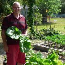 Top-Quality Mustard, Florida Broadleaf Heirloom Seeds - Brassica juncea - B306