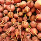 New Arrival Detroit Golden Beet Seeds - B10