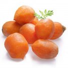 Exclusive Parisian Round Carrot Heirloom Vegetable Seeds - B33