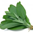 Premium Heirloom Broadleaf Sage Seeds - Salvia officinalis - B88