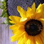 Top-Quality Black Oil Sunflower Seeds - Helianthus annuus - C6
