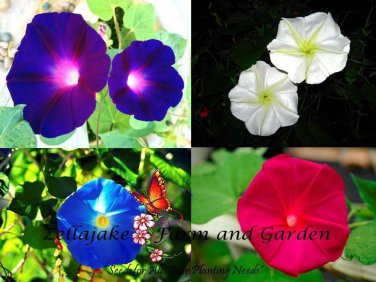 Top-Quality Day & Night Blooming Morning Glory Seed Mix Rare With Moonflower Vine - ST23