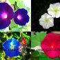 Top-Quality Day & Night Blooming Morning Glory Seed Mix Rare With Moonflower Vine - ST23