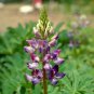 Limited Edition Arroyo Lupine Wildflower Seeds - Lupinus succulentus - B185