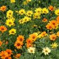 Premium African Daisy Mix Wildflower Seeds - Osteospermum - B49