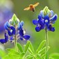 Exclusive Texas Bluebonnet Wildflower Seeds - 317C