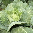 Premium Heirloom Brunswick Cabbage Seeds - Brassica oleracea var. capitata - B163