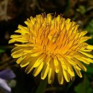 Best-Selling Dandelion Seeds - Taraxacum officinale B38