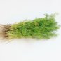 New Arrival Dill Bouquet Herb Seeds - Anethum graveolens - B34