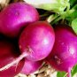 Premium Purple Plum Radish Heirloom Seeds - B279