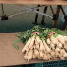 Exclusive Daikon Giant Radish Seeds - Microgreens or Garden B289