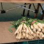 Exclusive Daikon Giant Radish Seeds - Microgreens or Garden B289