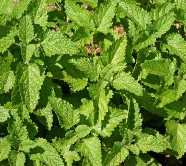 Limited Edition Lemon Balm Culinary Herb Heirloom Seeds - Melissa officinalis - B314