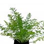 Top-Quality Caraway Culinary Herb Seeds - Carum carvi - B152