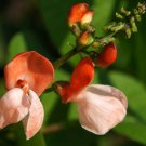 New Arrival Heirloom Scarlet Runner Pole Bean Seeds - Phaseolus coccineus - C15