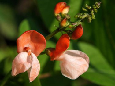 New Arrival Heirloom Scarlet Runner Pole Bean Seeds - Phaseolus coccineus - C15