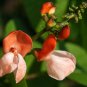 New Arrival Heirloom Scarlet Runner Pole Bean Seeds - Phaseolus coccineus - C15