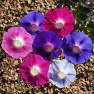 Best-Selling Morning Glory Tall Mix Flower Seeds - Ipomoea - B329