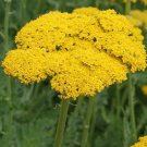 Limited Edition Gold Yarrow Wildflower Seeds - Achillea filipendulina - B103