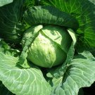 Exclusive Golden Acre Cabbage Seeds- Microgreens Sprouting or Garden B161