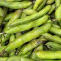 Best-Selling Broad Windsor Fava Bean Seeds - Vicia faba - C14