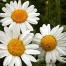 Premium German Chamomile Wildflower Seeds - Matricaria chamomilla - B173