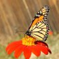 Top-Quality Mexican Torch Sunflower Seeds - Tithonia rotundifolia - B347