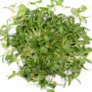 Exclusive Fenugreek Culinary Herb Seeds - Trigonella foenum-graecum - B129